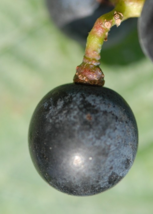 Dornfelder ANT 0954